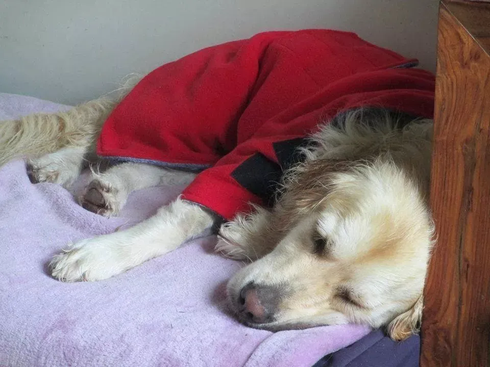 Dog Drying Coat With Bamboo