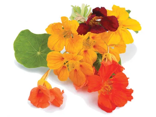 Richters Herbs Dwarf Nasturtium Natural Seeds Packet