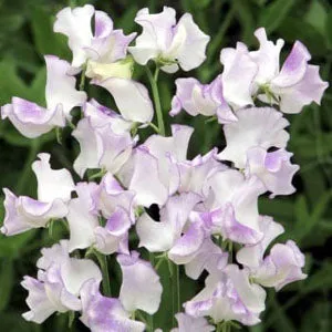 Sweet Pea, High Scent